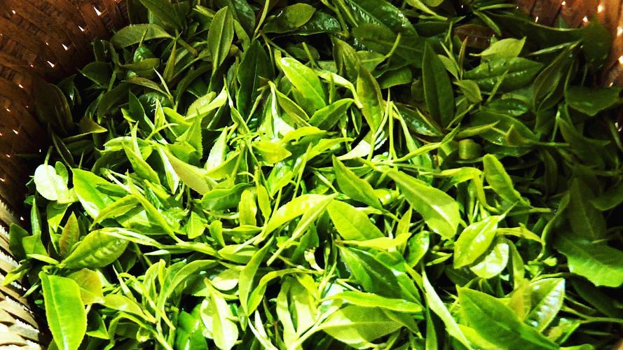 茶叶收购商丨丘北官寨白马茶包装上市2000斤茶叶亟待销售